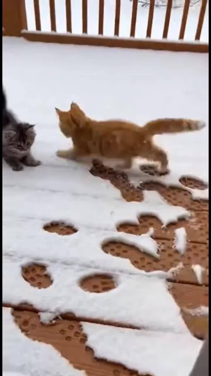 Первый снег увидели)