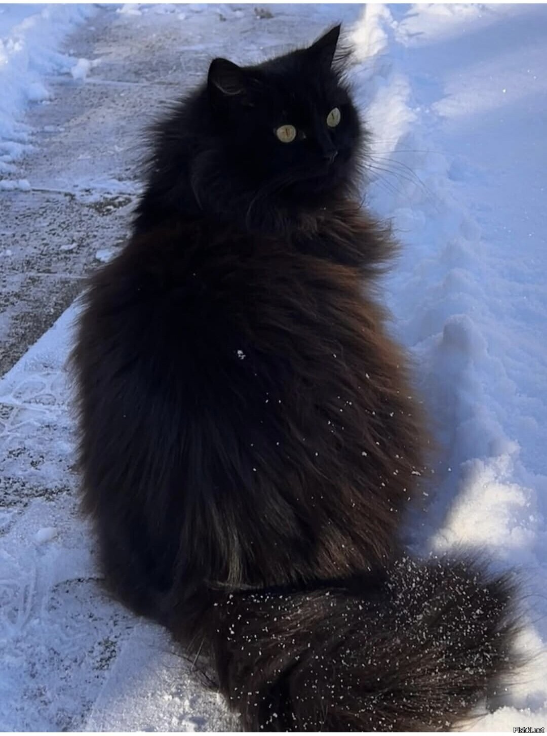 Солянка