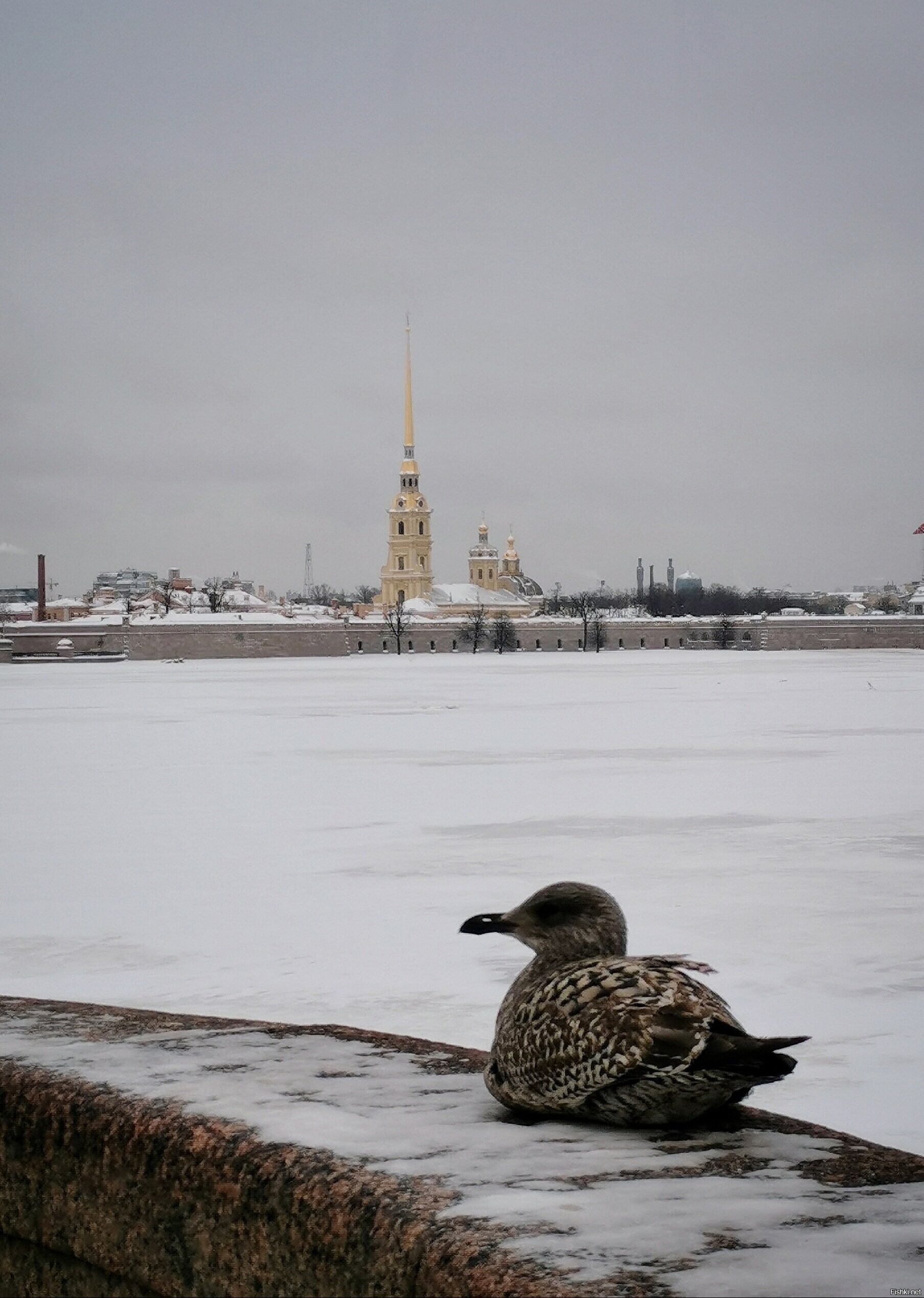 Солянка