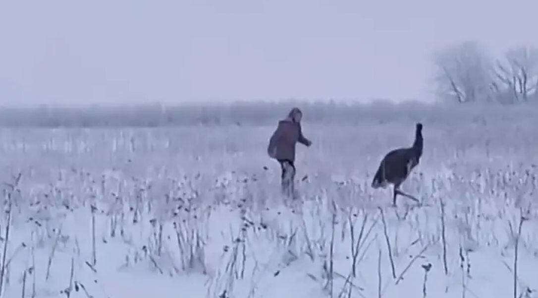Страуса, сбежавшего в&nbsp;заснеженные поля Ленобласти, ловили 7&nbsp;часов