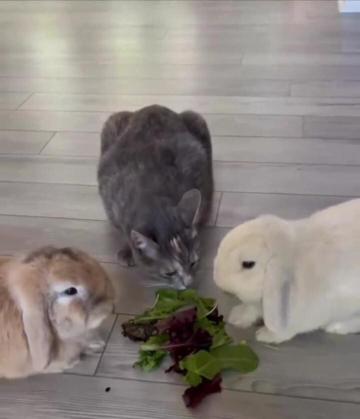 Солянка