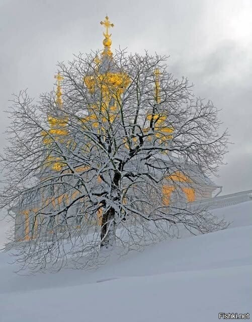 Солянка