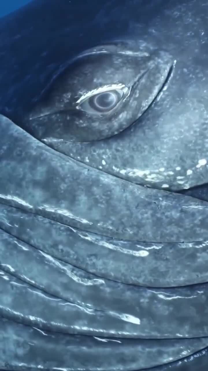 Взгляд морского гиганта