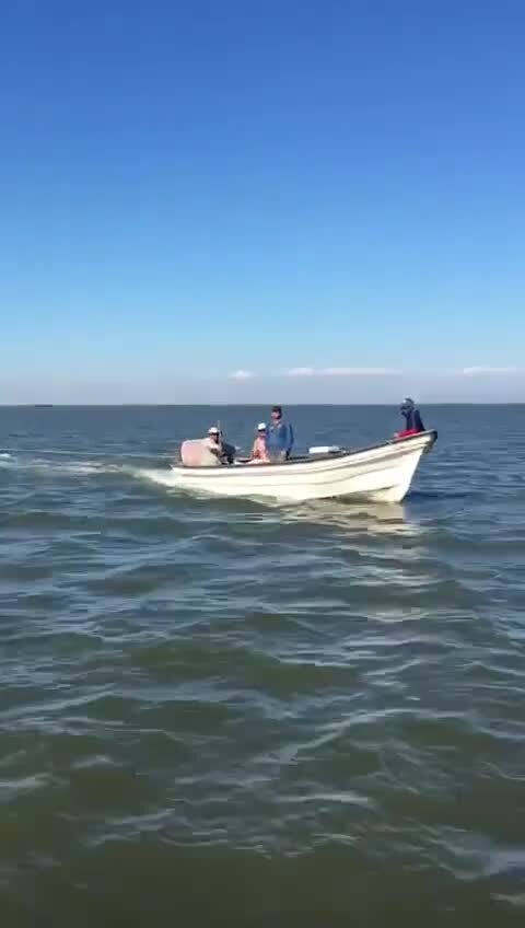 Морские кони