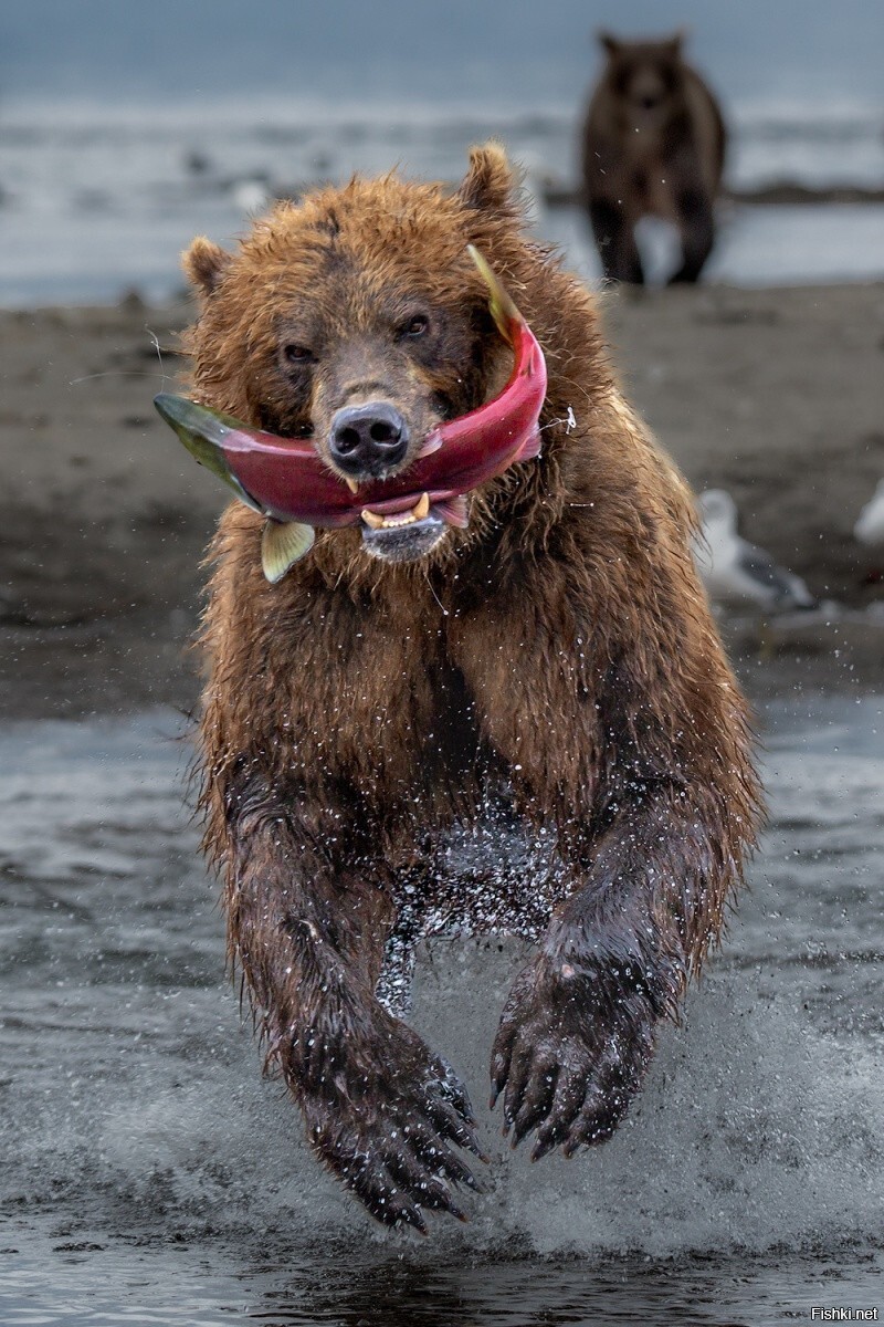 Солянка