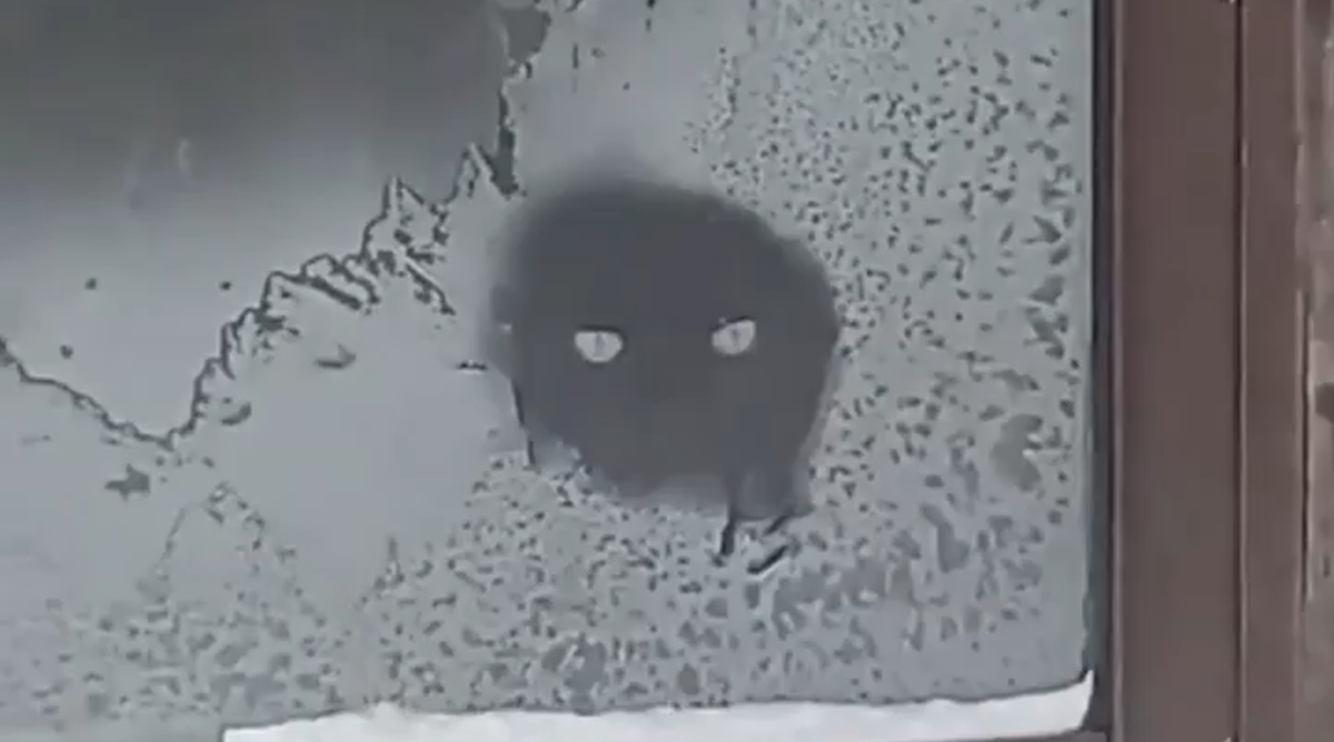 Кот лижет замёрзшее стекло