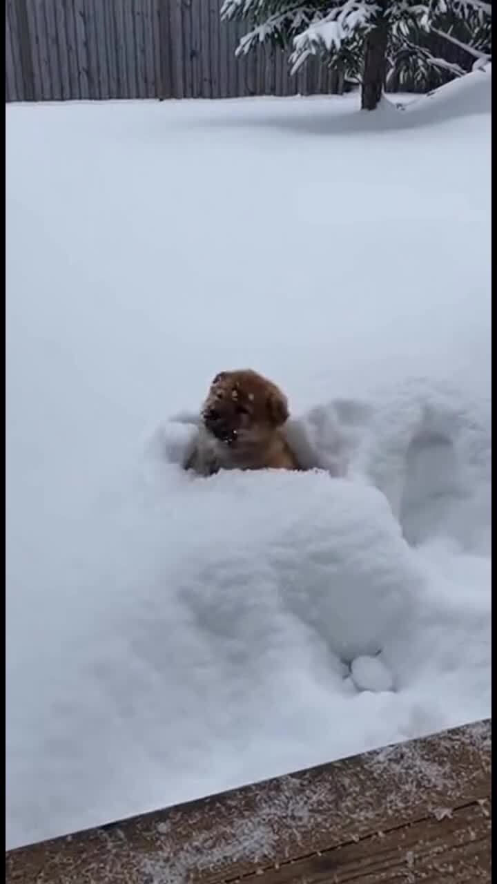 Первый снег для щенка