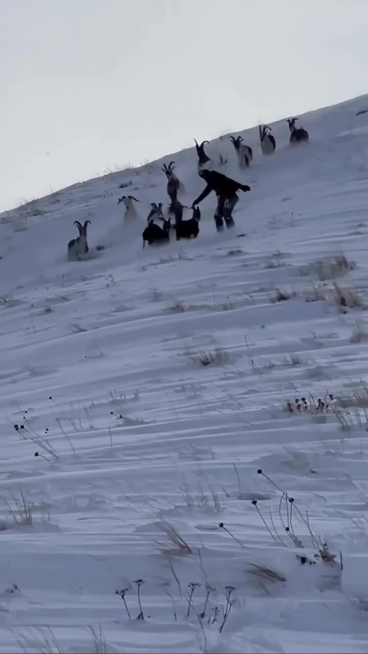 Солянка