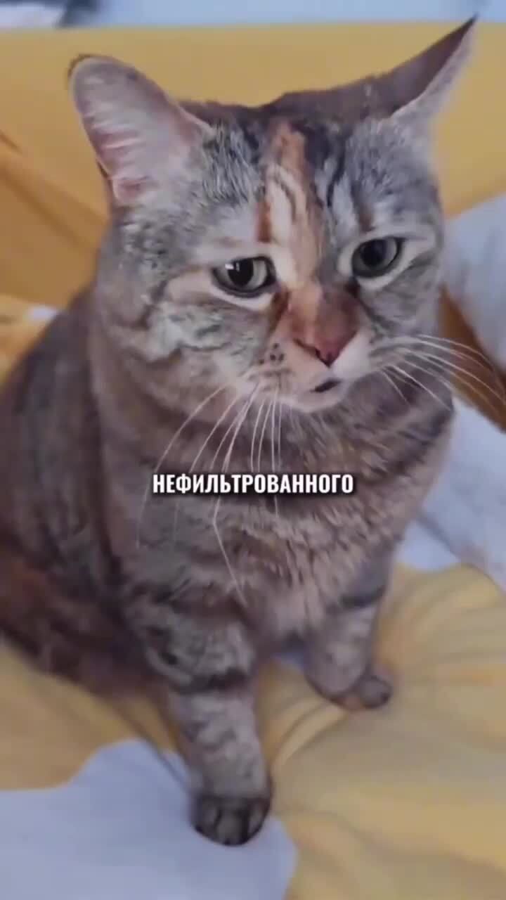 Когда выучил котейский