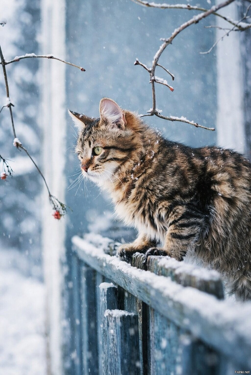 Солянка