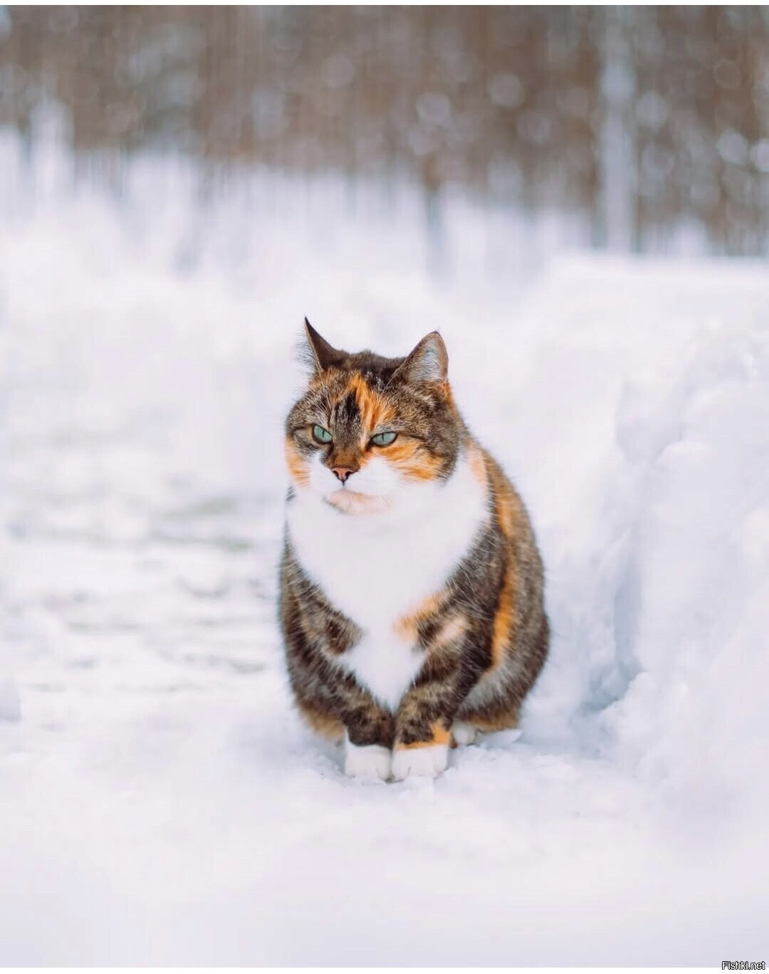 Солянка