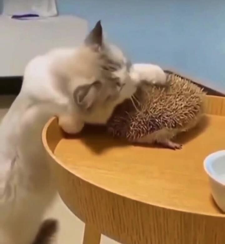Почесушки )))
