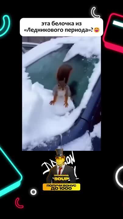 У белочки белочка