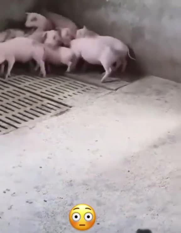 Расизм 