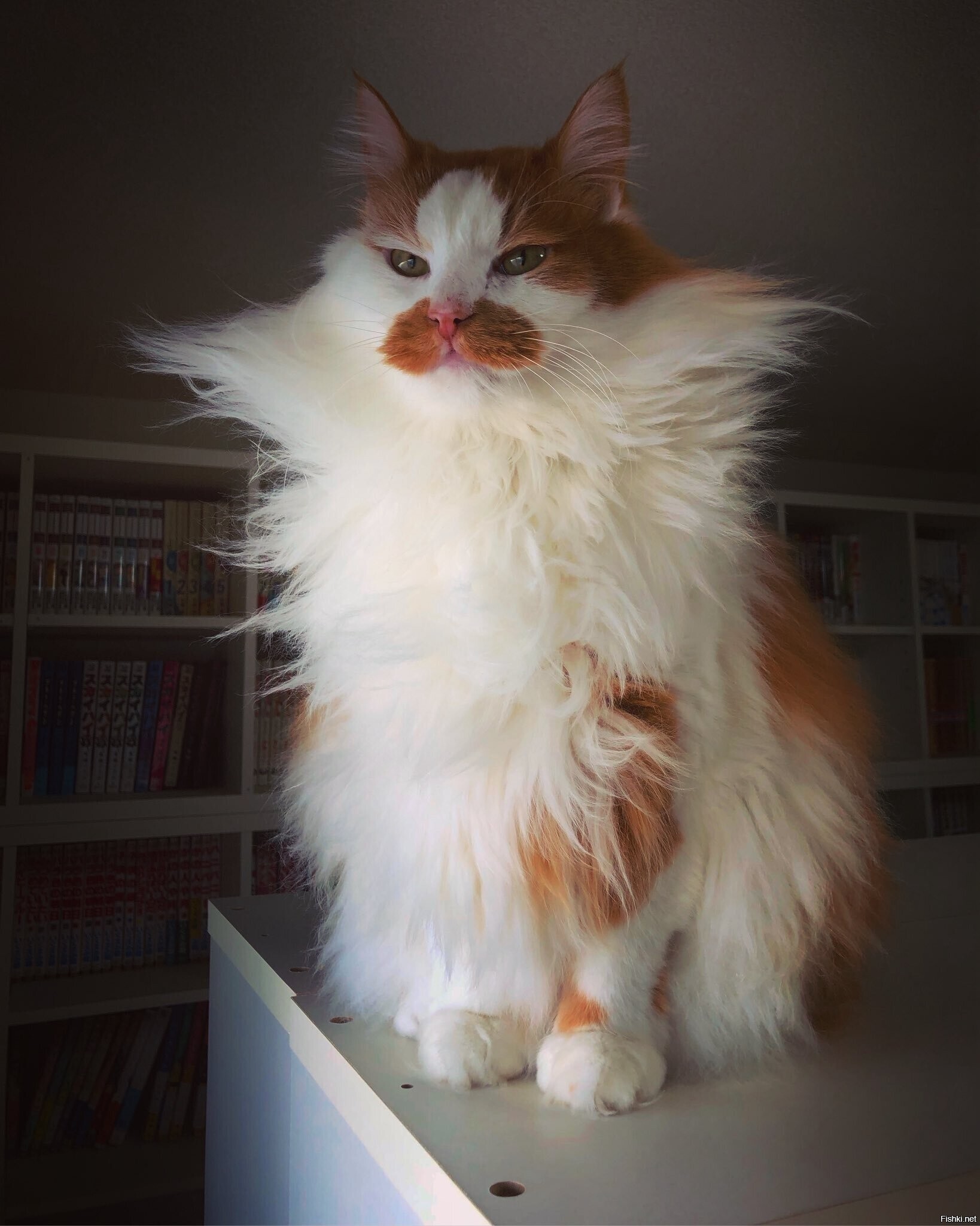 Солянка