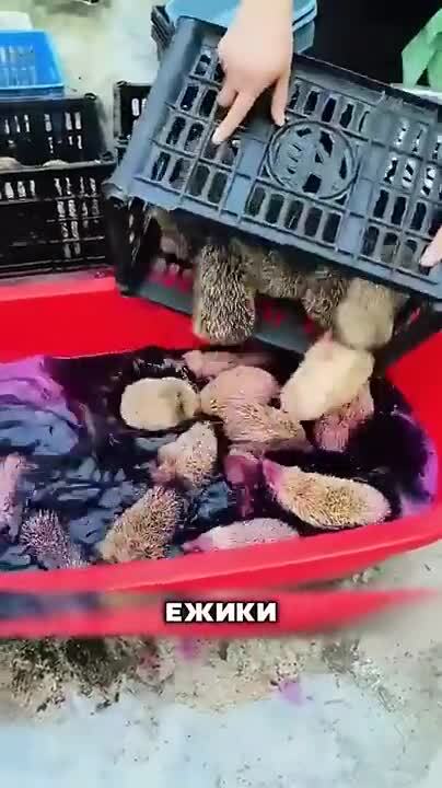 Солянка