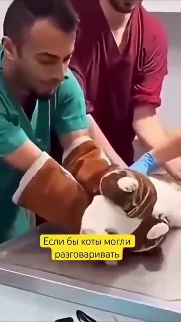 Озвучка блеск