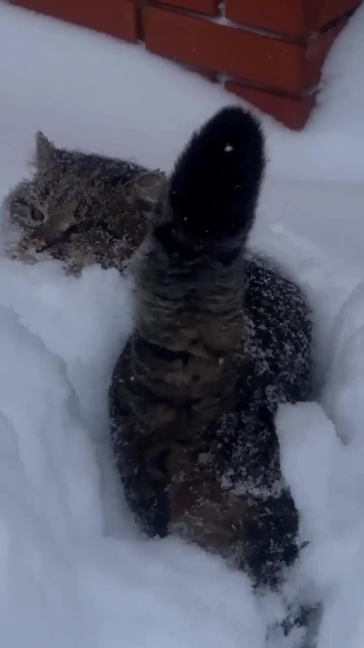 Барсик снегоход)
