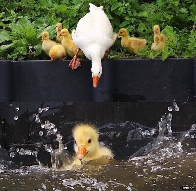 - Куда без команды