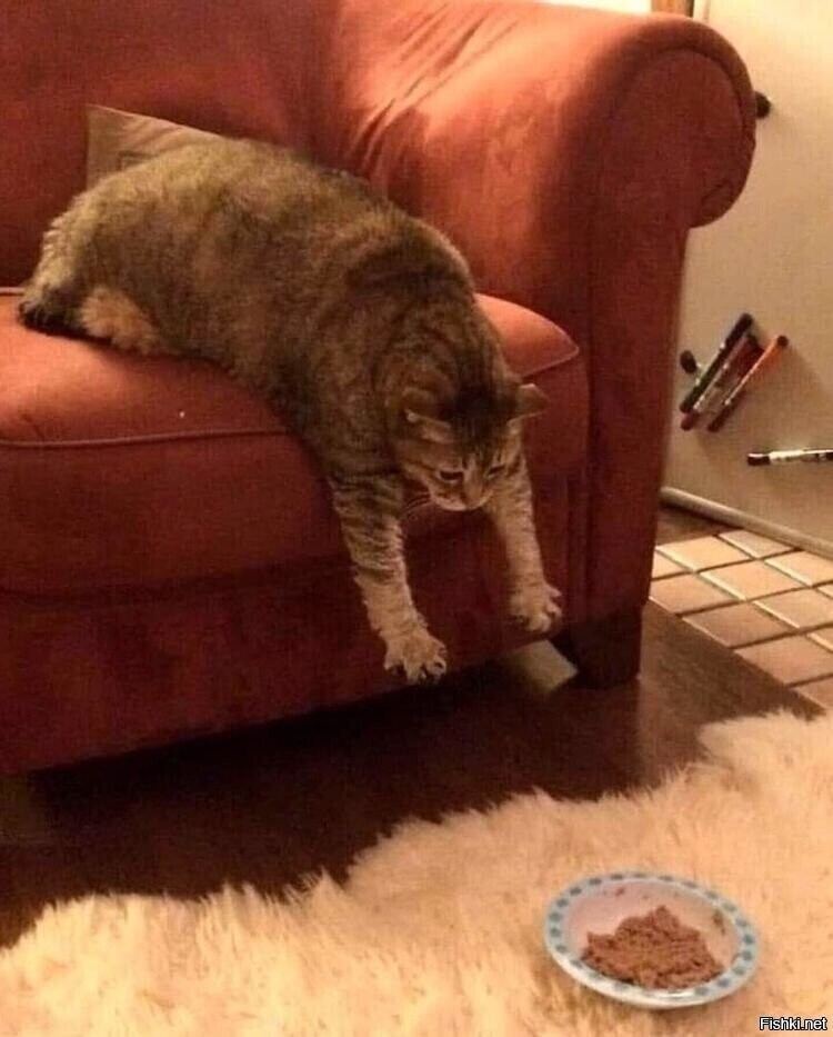 - Мисочка, иди ко мне