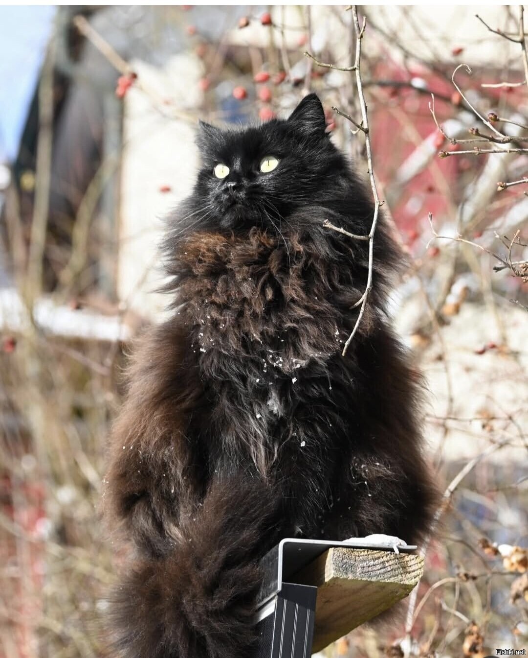 Солянка