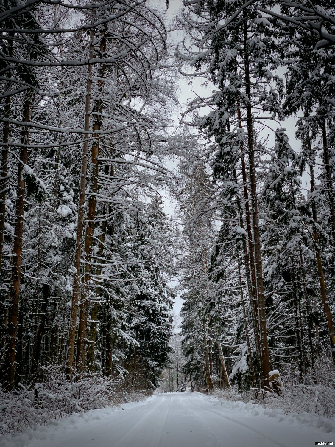 Солянка