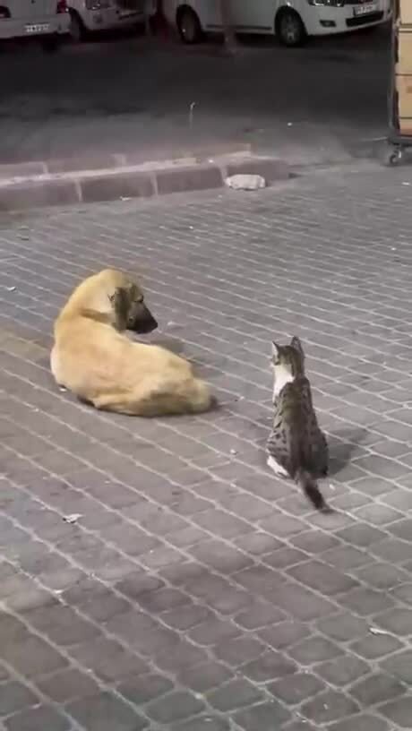гопник
