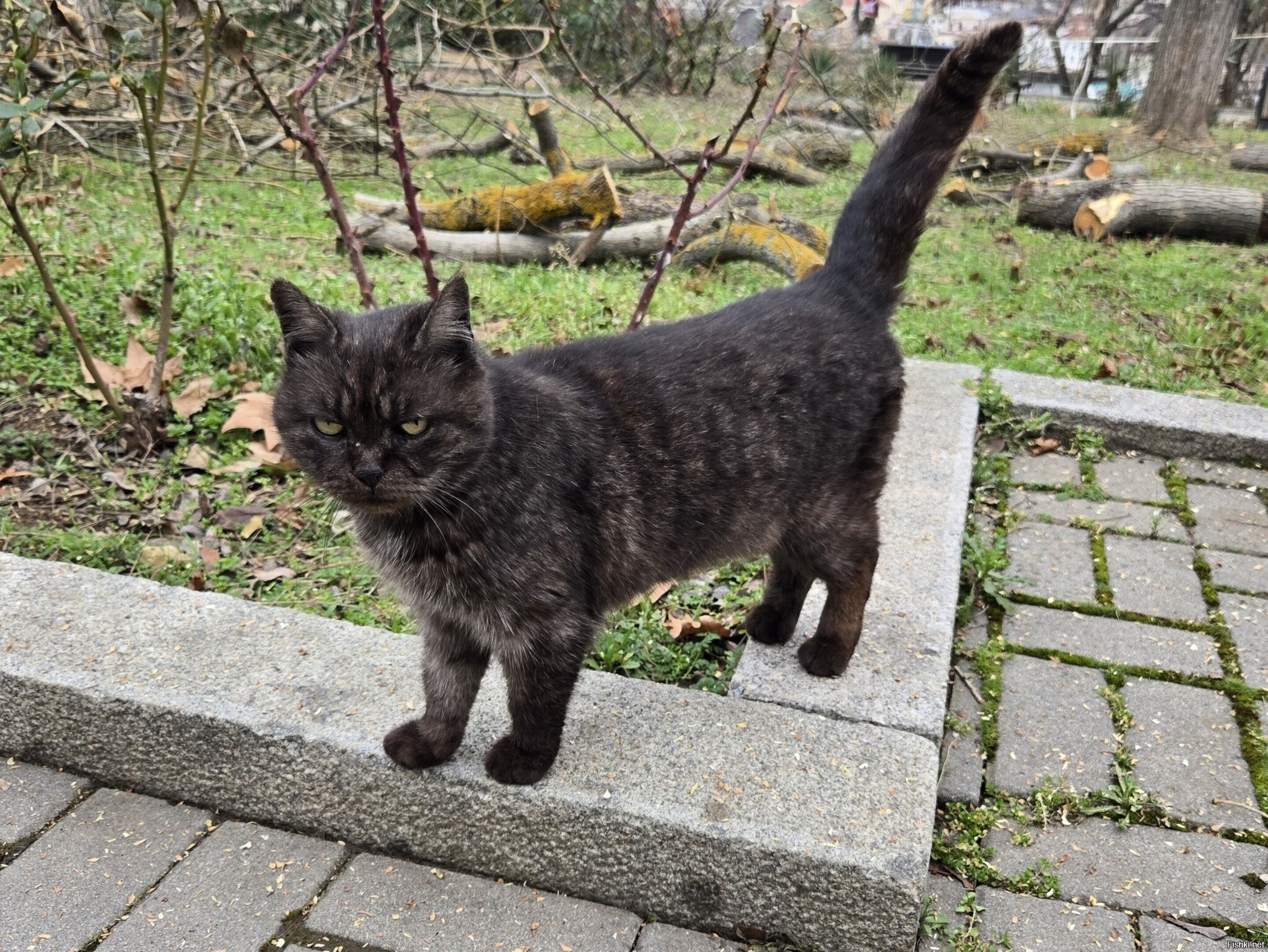 Суровый уличный котей