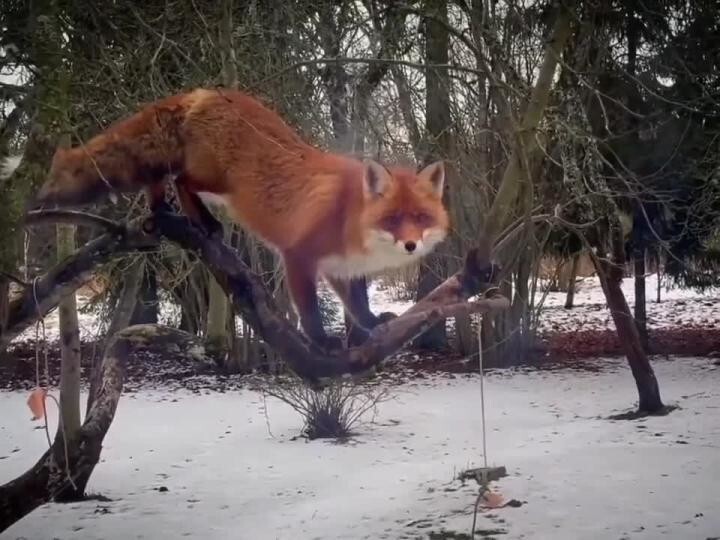 Сало любит)