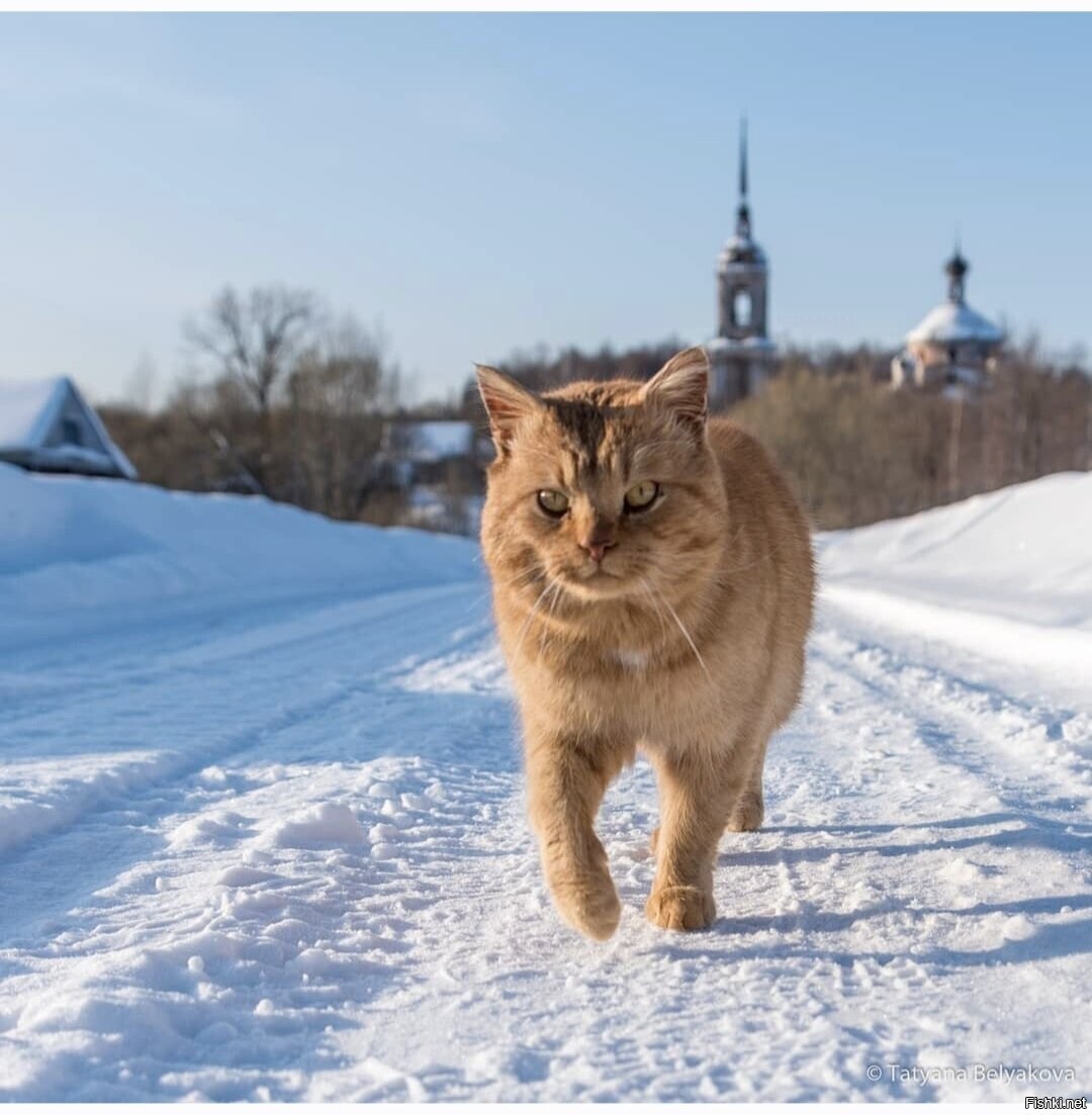 Солянка