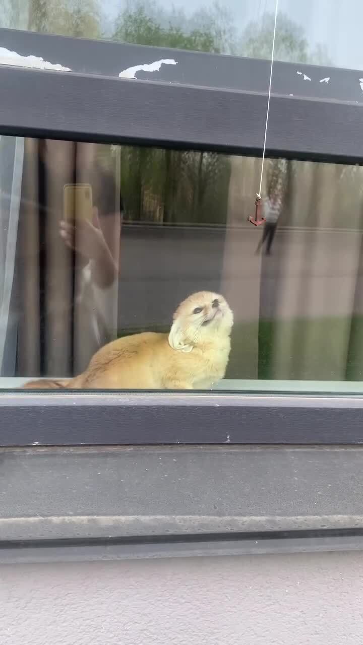 Фенек
