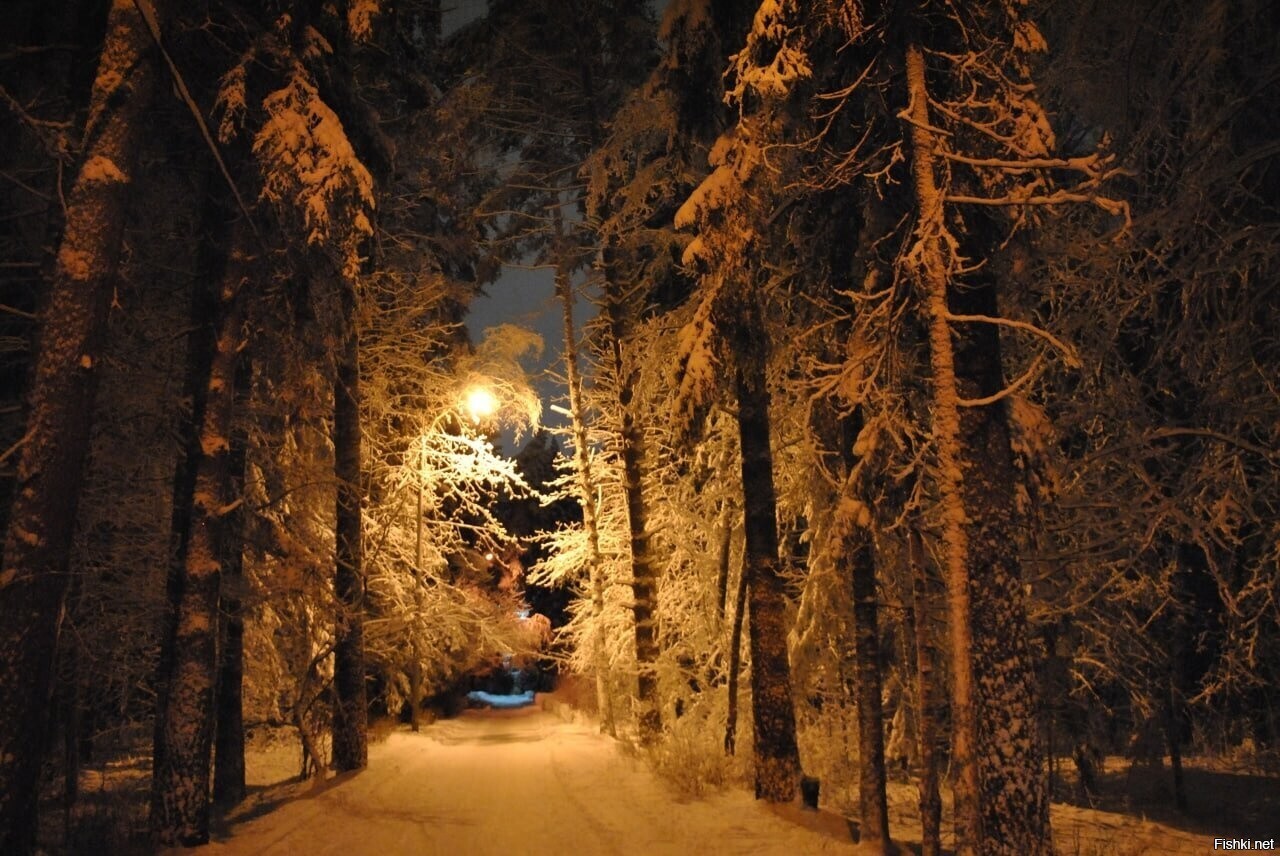 Зеленоградский лесопарк