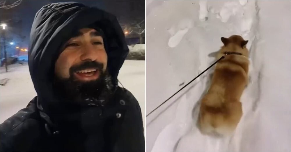 «Давай купим собачку!»: зимняя комедия в реальной жизни