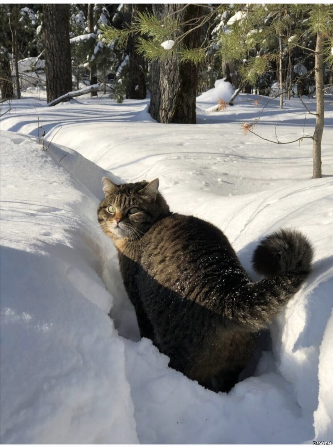 Солянка