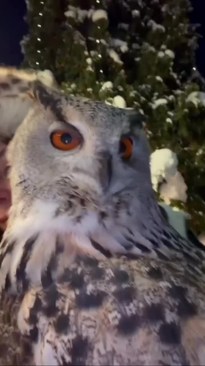 Реально мороз)