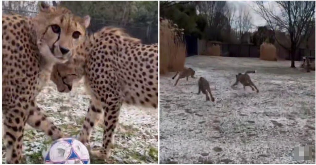 Гепарды гоняются за мячом