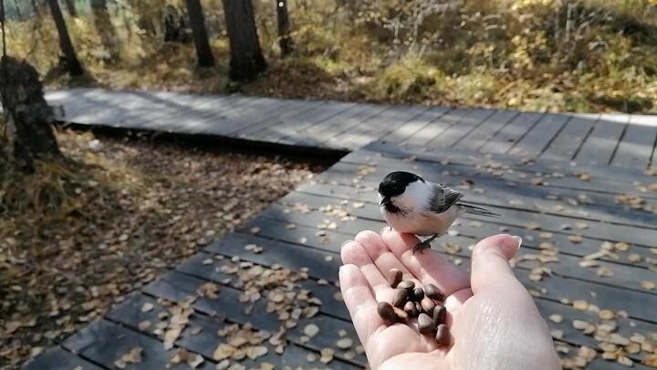 Воспоминания об осени 