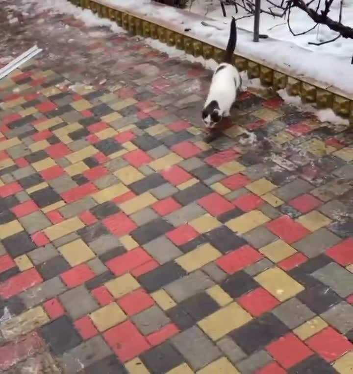 Солянка