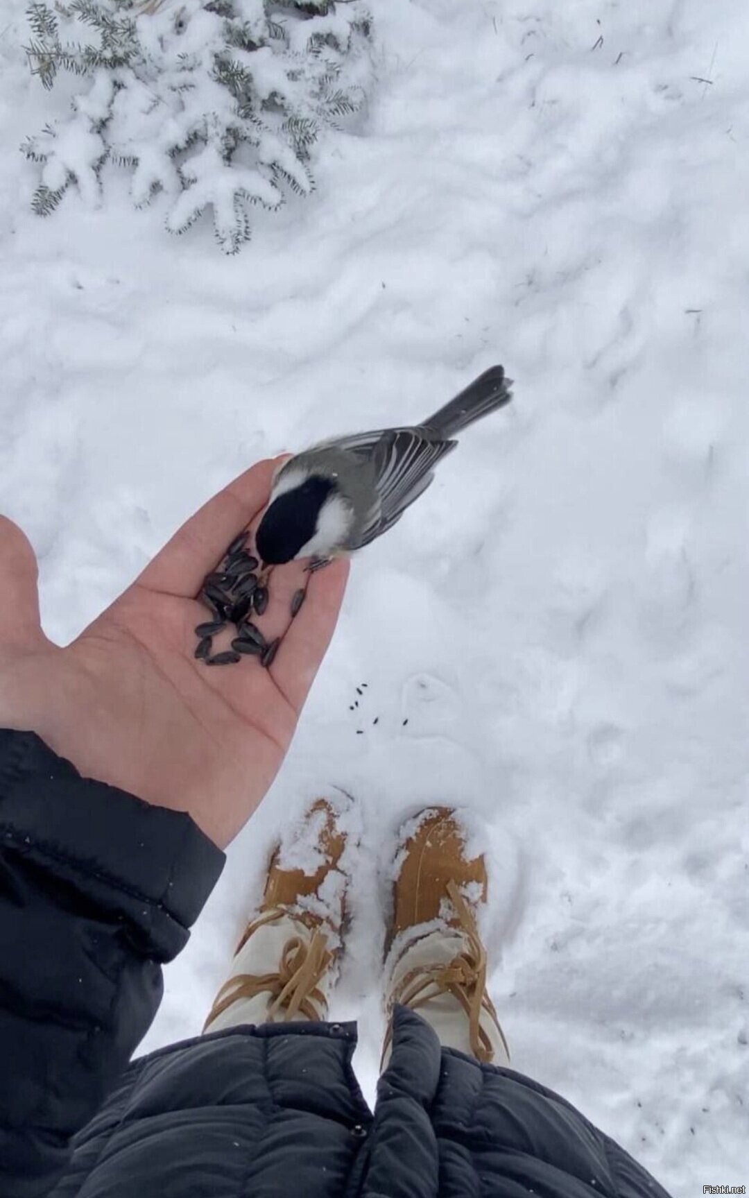 Солянка