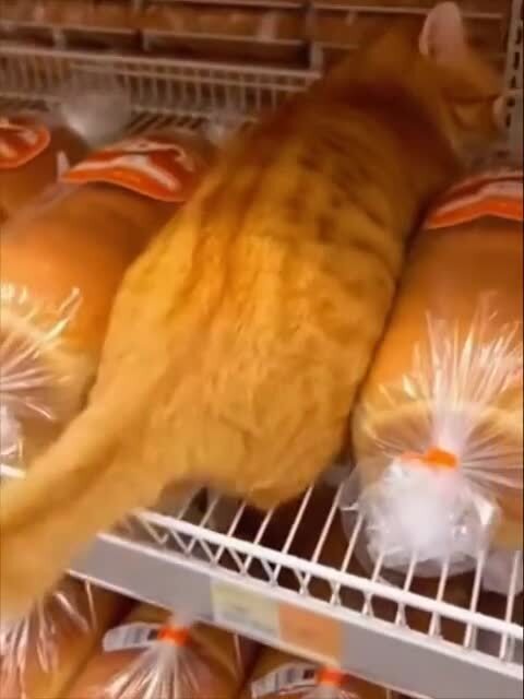 Мягкая булочка