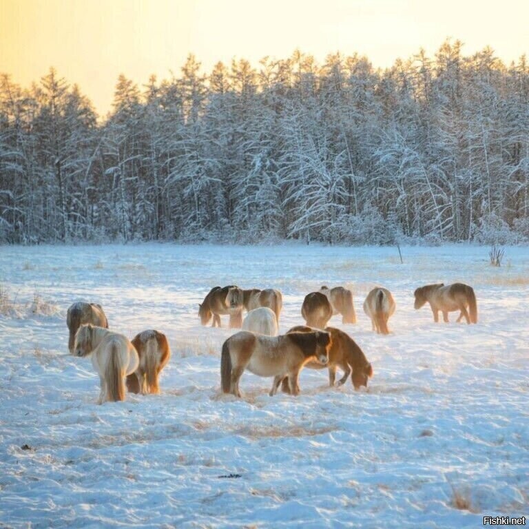 Якутские лошадки