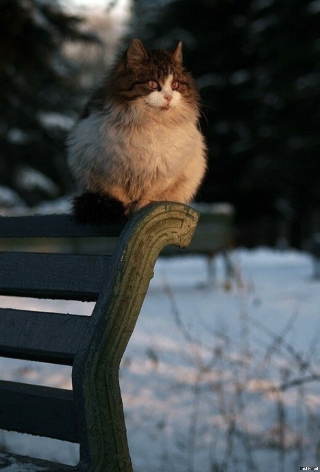 Солянка