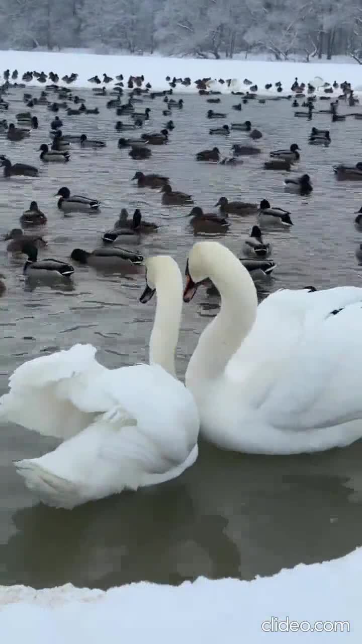 Ухаживание 