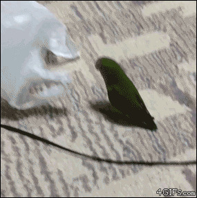 Не все котикам пакеты
