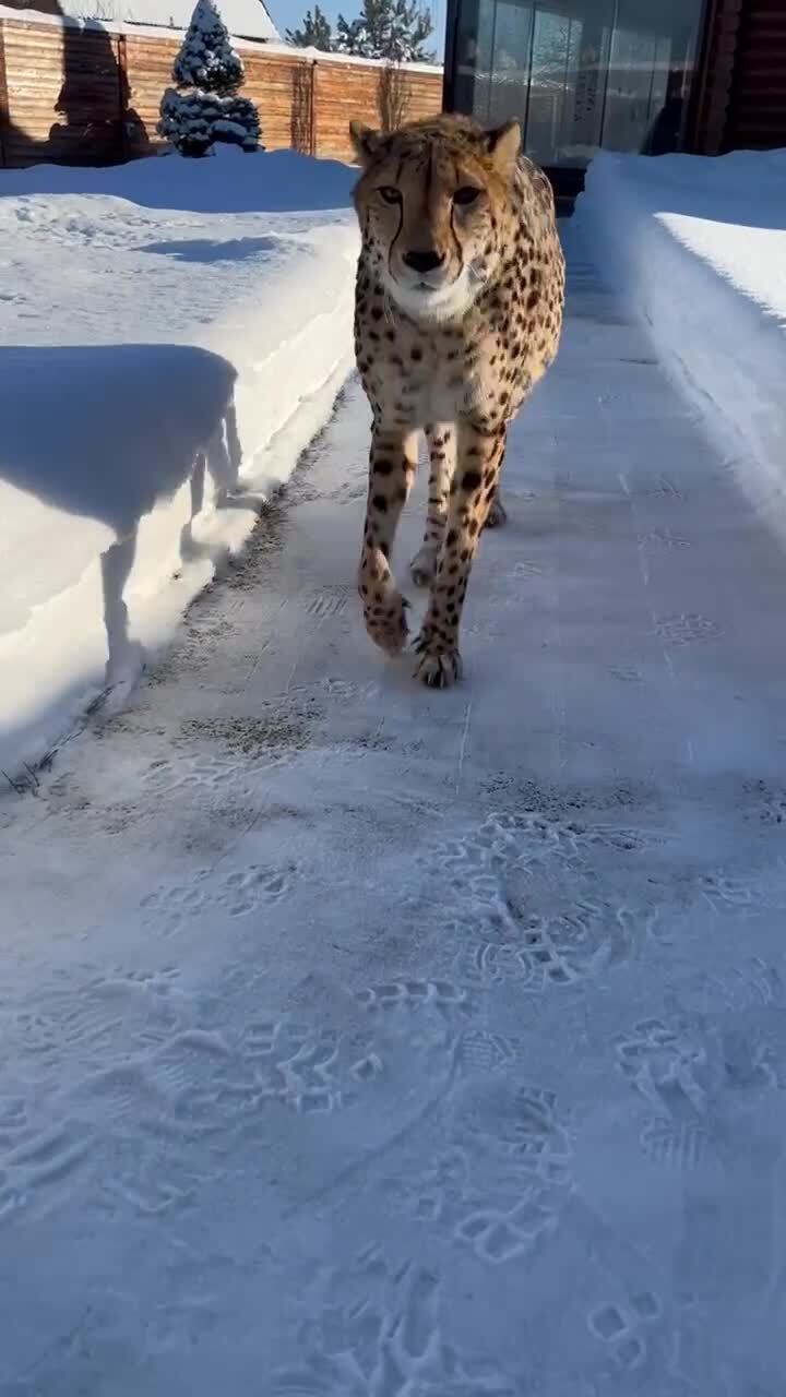 Красавец 
