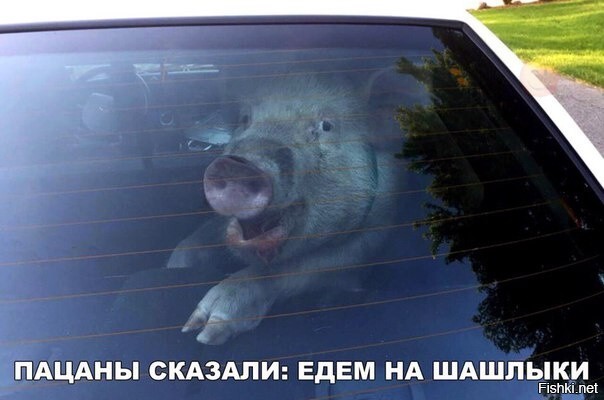 Жалко хрюню