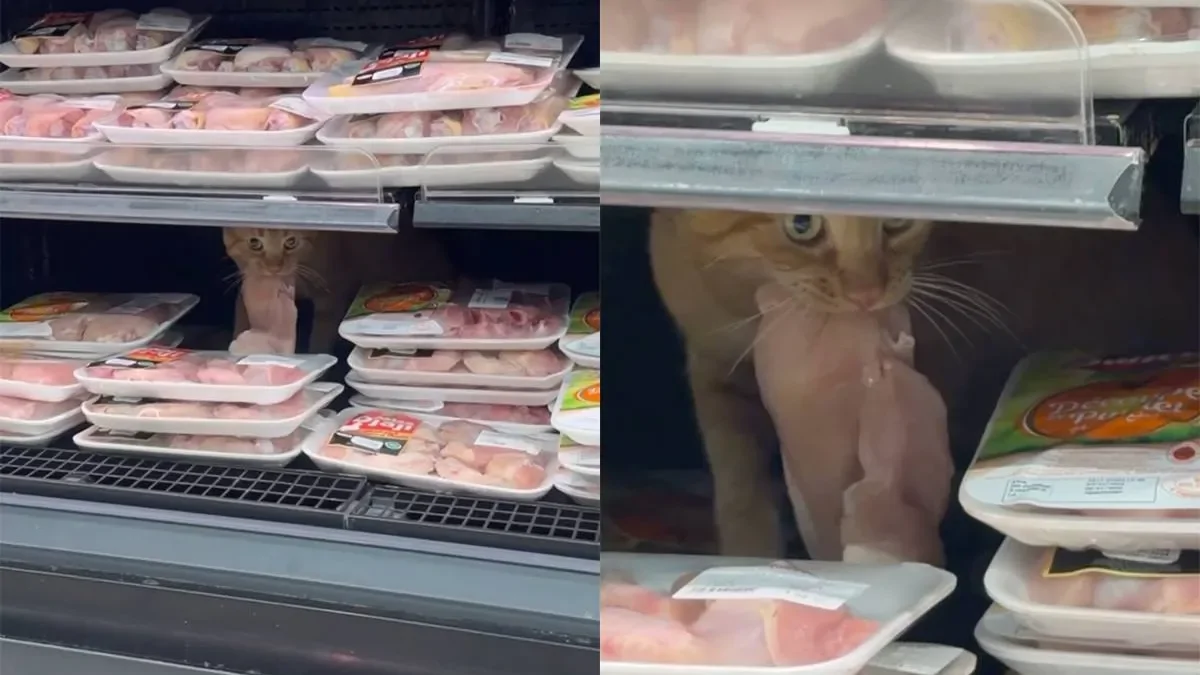 Рыжий кот устроил себе обед прямо на витрине супермаркета