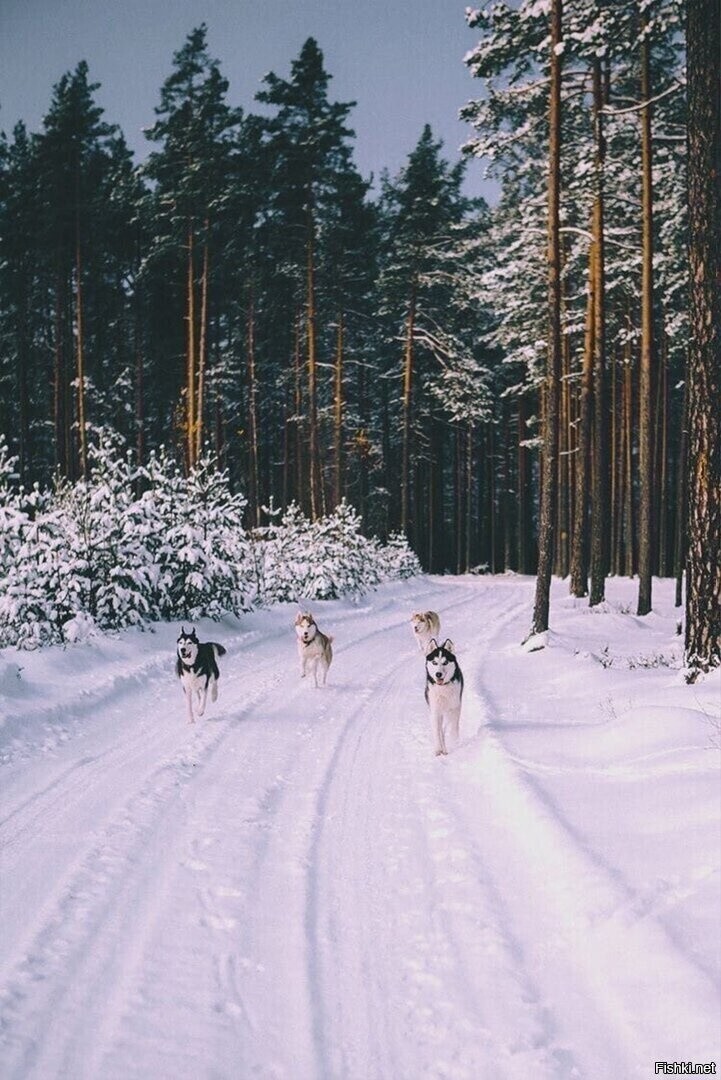 Солянка