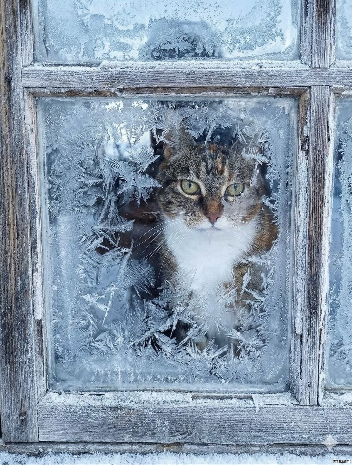 Солянка