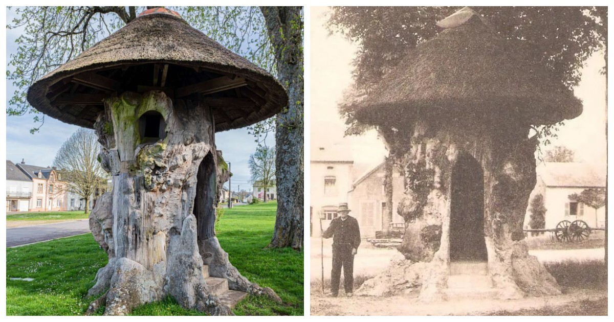 600-летний дом-вяз, который побывал липой и принял участие в выставках